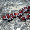 Red Milk Snake Jigsaw