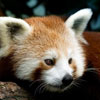 Red Panda