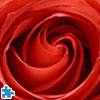 Red Rose Jigsaw