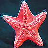 Red sea star slide puzzle