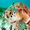 Red sea turtle puzzle