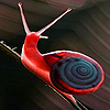 Red snail puzzle