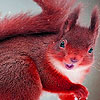 Red summer squirrels puzzle