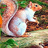 Red tail puzzle