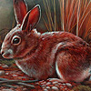 Red tame rabbits puzzle