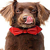 Red tie and dog slide puzzle