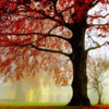 Red Tree