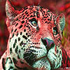 Red wild tigers puzzle