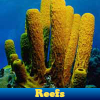 Reefs. Find objects