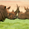 Rhinos Slider Puzzle