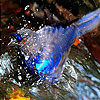 River  and blue bird slide puzzle