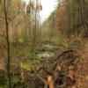 Rocky Arbor State Park Jigsaw