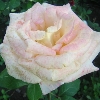 Rose 2