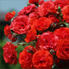 Rose Bush Jigsaw