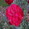Rose Jigsaw Puzzle