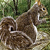 Scamp squirrels puzzle