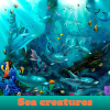 Sea ​​creatures. Find objects