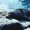 Sea Lion Jigsaw