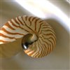 Sea Shell Jigsaw