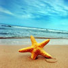 Sea Shell