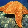 Sea Star Jigsaw