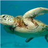 Sea Turtle Jigsaw