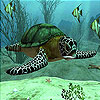 Sea turtle slide puzzle