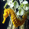 Seahorse slide puzzle