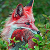 Secret red fox slide puzzle