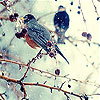 Seed birds slide puzzle
