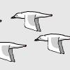 Seltzer Gull