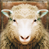 sheep jigsaw puzzle