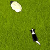 Sheepdog