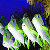 Shocked  ocean fishes puzzle
