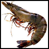 Shrimp