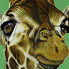 Shy giraffe faces puzzle