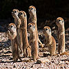 Shy meerkat family slide puzzle