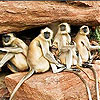 Shy monkeys slide puzzle