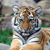 Sitting Tiger Jigsaw Puzzle