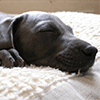 Sleeping Puppy Jigsaw Puzzle