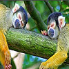 Sleepy monkeys slide puzzle