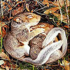 Sleepy squirrels slide puzzle