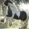 Small horse slide puzzle