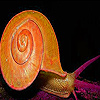 Snail in the garden slide puzzle