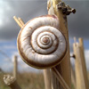 Snail jigsaw