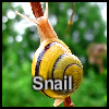 Snail
