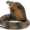 Snake defense
