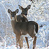 Snow and deers slide puzzle