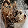 Snow and dog puzzle