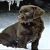 Snow and dog slide puzzle